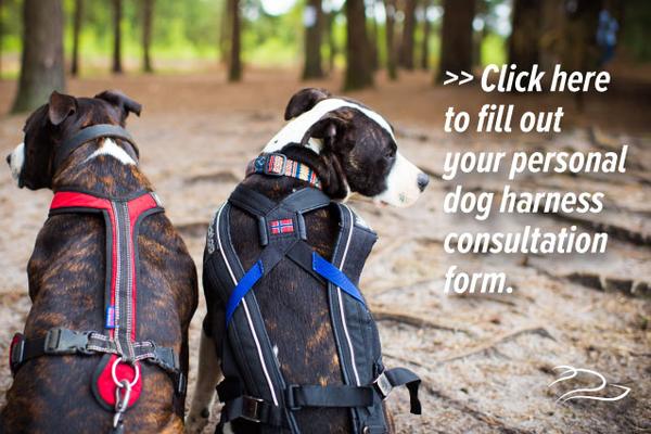 dogfituk's tweet image. We love it! As your article rightly says, getting the correct equipment is key. We are very happy to say we have a dedicated team answering questions about which harness is the best for your particular dog right here ow.ly/1PFW30lKMne