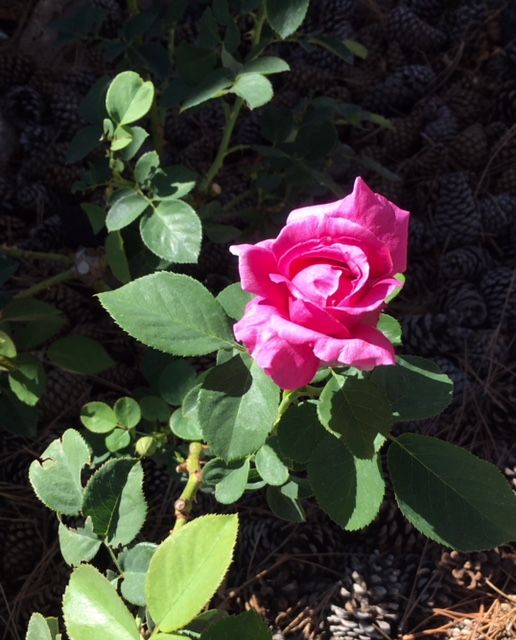 #HappyMonday! Just a beautiful Blue Gold rose sent to us by one of our favorite growers, <a href="/GeorgeR6972/">george romero</a>! 🤩

Shop Blue Gold Rose Blend • amzn.to/2AjaReD

#Roses #Florals #Florist