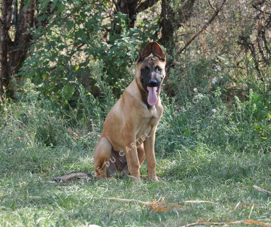 Elevage Du Cartel Saint Roch On Twitter