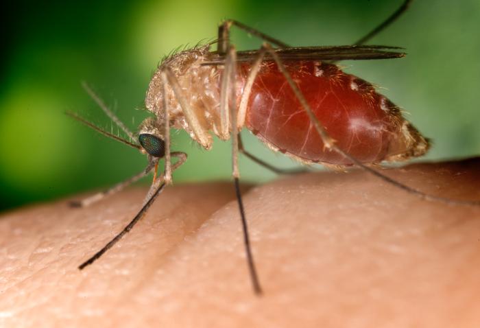 respe_network's tweet photo. #Fièvre de #WestNile : Suite à la confirmation par le Laboratoire National de Référence le @respe_network alerte sur deux cas positifs chez des #chevaux, l'un dans le #Gard https://t.co/q5xEXZWbdA et l'autre en #Corse https://t.co/km8y6OOdAz https://t.co/n3B2TwiMmg