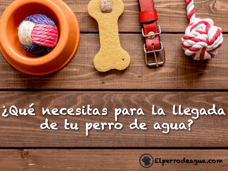 ¿Has adoptado o comprado a un perro de agua como animal de compañía? ¿Sabes qué necesitas tener para su llegada a casa? elperrodeagua.com/llegada-perro-… #Perro #Perrodeagua #Perrodeaguaespañol #PDAE #ElPerroDeAgua