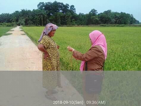 thlpoptaceh's tweet image. Giatkan Pengawalan OPT
pastikan aman sampai panen..
@ditlin_tp 
@bbpopt 
@distan_tph_aceh 
@THLPOPTNASIONAL 
#SalamPerlintan