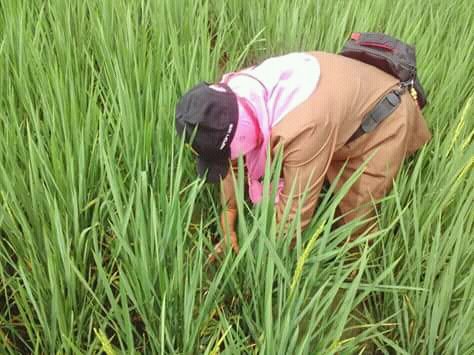 thlpoptaceh's tweet image. Giatkan Pengawalan OPT
pastikan aman sampai panen..
@ditlin_tp 
@bbpopt 
@distan_tph_aceh 
@THLPOPTNASIONAL 
#SalamPerlintan