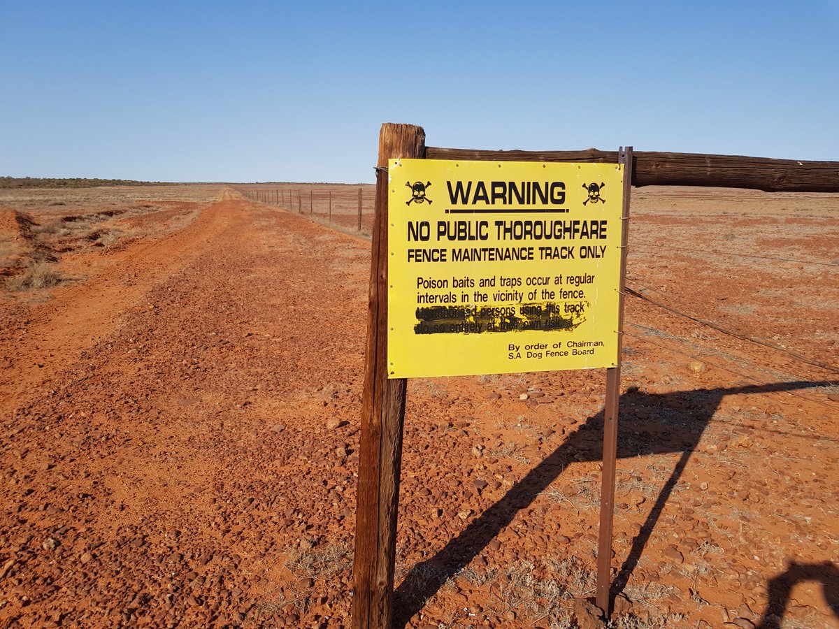 Mike Letnic On Twitter Australia S Great Ecological Divide The Dingo Fence Roxby Downs South Australia There S More Small Mammals Small Birds And Grasses On The Dingo Side Of The Fence And More