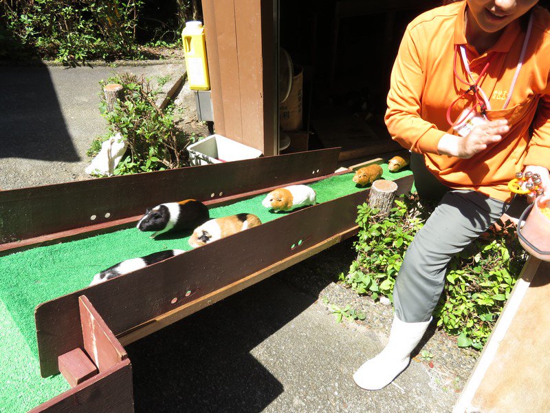 森由民 拙 動物園エッセイ更新 モルモット にはモルモットの都合がある 地方の小さな町の小さな動物園 の営みが 動物と人の関係づくりのあり方を提起し 日本中の動物園に価値観の転換を問いかけています 記事はこちら ノ T Co 森由民 拙 動物園エッセイ更新 モルモット にはモルモットの都合がある 地方の小さな町の小さな動物園 の営みが 動物と人の関係づくりのあり方を提起し 日本中の動物園に価値観の転換を問いかけています 記事はこちら ノ T Co