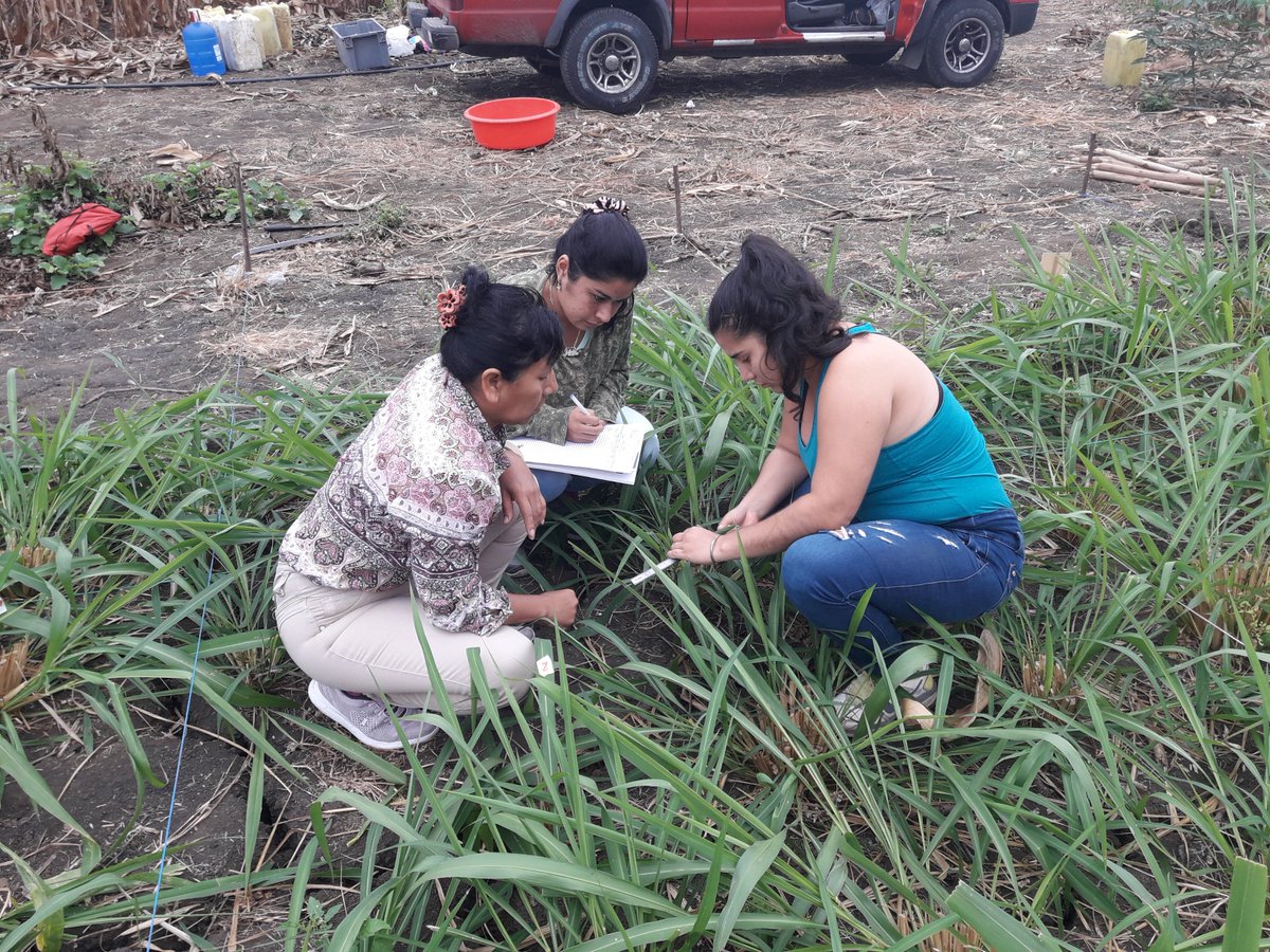 sancandoris1968's tweet photo. Del 9 al 10 de Septiembre el ITSPEM te invita a ser parte de la  Tecnología en Producción Agropecuaria @ITSPEM1 @xaviervalenciaz @mcgregorio_58 @blanceli @IngAlexGarcia86 @raulchum28 @rigober39023785 https://t.co/KlmBVT6I5F