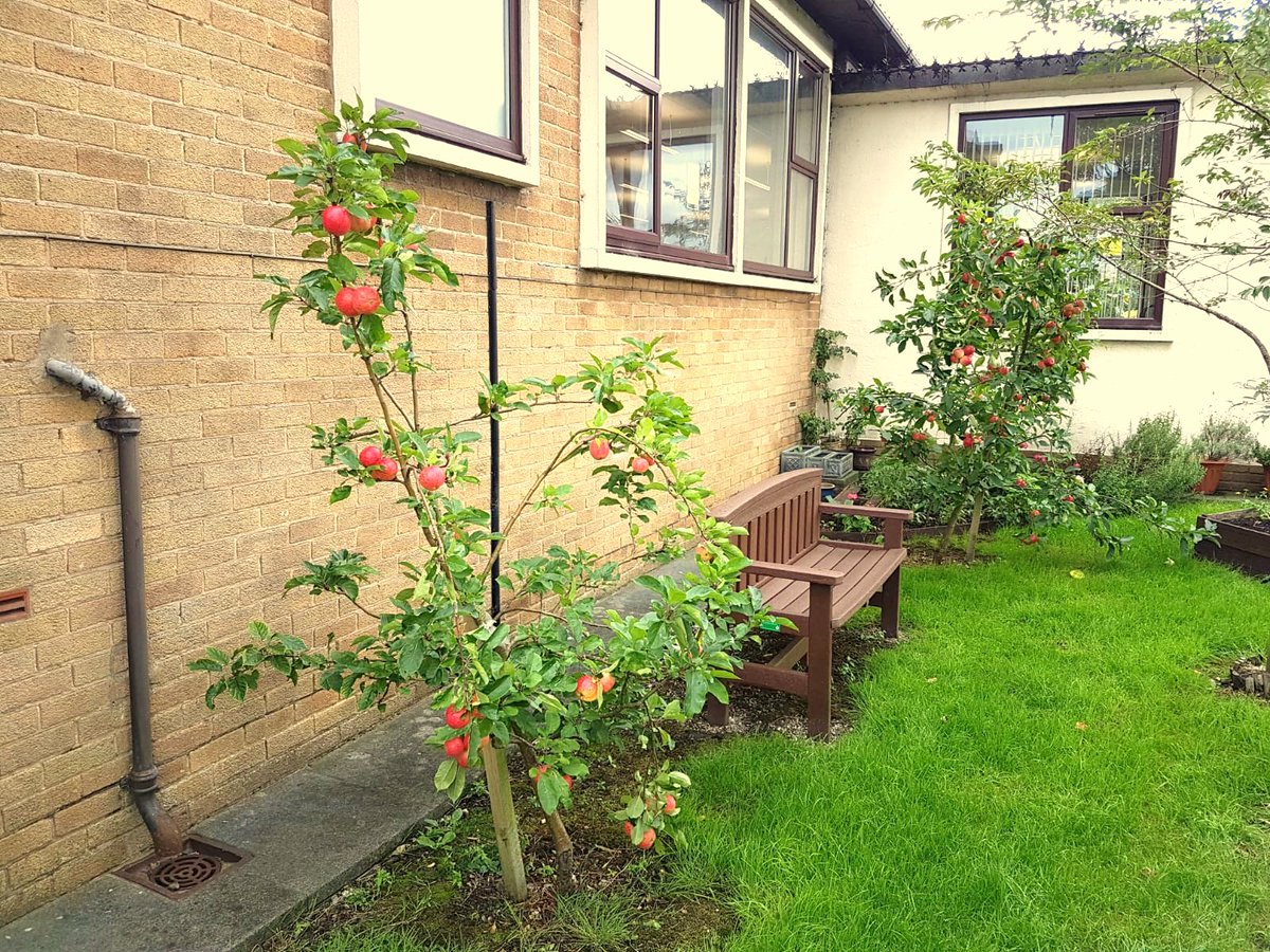 LancsLibraries's tweet photo. Sunflowers to put a smile on your face and lovely red apples at #RibbletonLibrary, all thanks to our Library Friends and their greenfingers https://t.co/x4usqjElMh