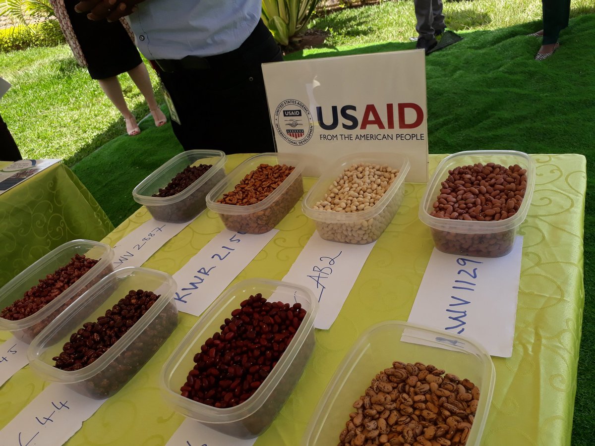 Rwandaful High-Iron Beans! The USAID PSDAG Project, facilitating private sector investors to sharpen business development services &amp; increase market penetration, hence increasing markets for small scale farmers who are primary producers of raw materials <a href="/USAIDRwanda/">USAID Rwanda</a>  #endhunger