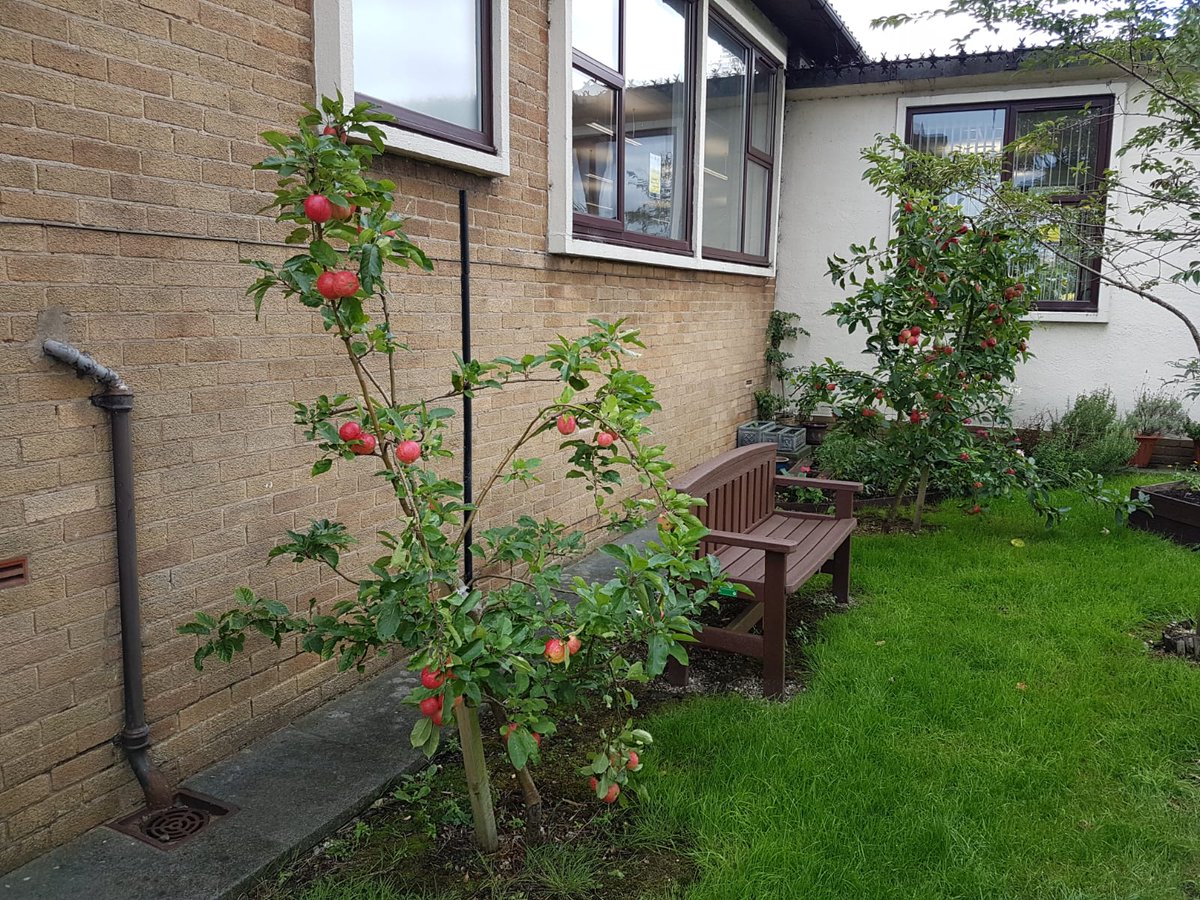 LancsLibraries's tweet photo. Sunflowers to put a smile on your face and lovely red apples at #RibbletonLibrary courtesy of the Friends of Ribbleton Library https://t.co/8dEuATUBmt