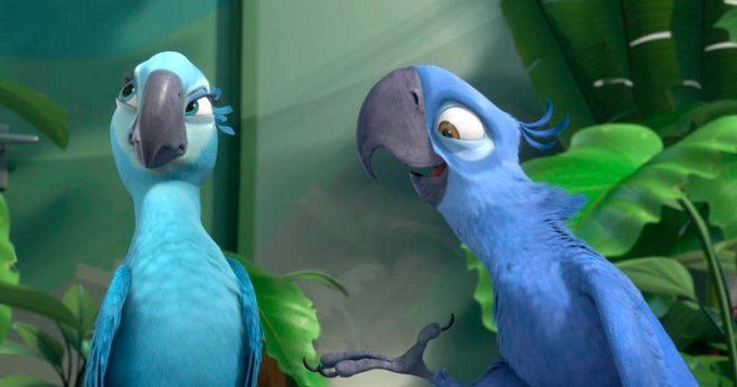 Rio isimli animasyon filmine de konu olan Spix papağının nesli tükendi. Ağaçların yok edilmesi sonucu doğal yaşam alanlarının kalmaması sonucu Spix papağanları artık yok.