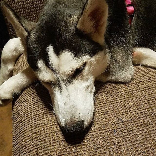 DebiTalks's tweet image. She is such a little bum on this rainy morning. .
.
.
#husky #siberianhusky #siberian #dog #puppy #pup #cute #eyes #dogs_of_instagram #pet #petstagram #dogsitting #dogsofinstagram #ilovemydog #instagramdogs #dogstagram #dogoftheday #lovedogs #lovepuppies… ift.tt/2O4Rk9B