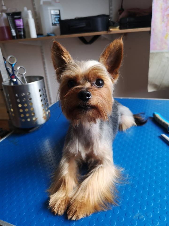 fidgetsfidos's tweet photo. The summer is fading, the leaves are changing &amp; it'll soon be woolly jumpers and cosy scarf season. Call in to chat about a longer, cuter style for your pooch &amp; keep them trimmed up and knot free this Autumn! #DogGrooming #Wrexham #NorthWales https://t.co/gPyERyC5Xq