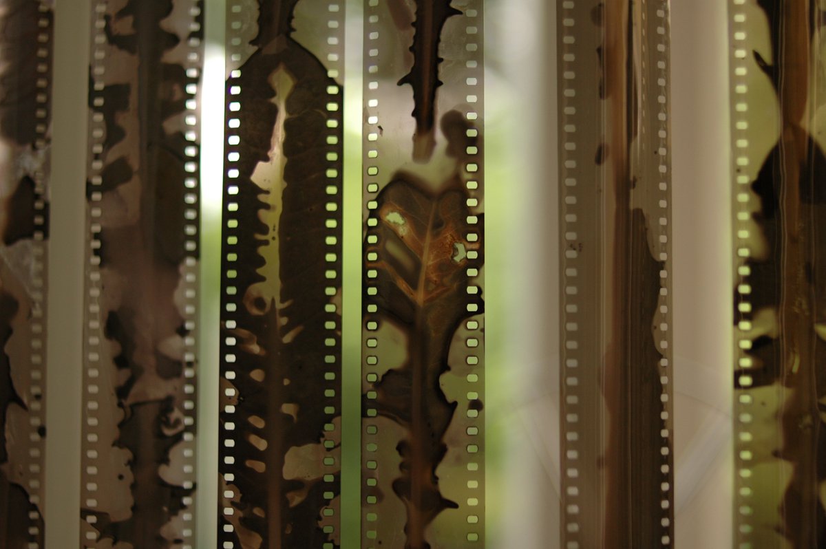 Karel Doing's 'Daisy' &amp; 'Dandelion', our speaker at Sept forum. Held amazing workshop late June <a href="/LUXmovingimage/">LUX</a> on use of organic chemistry &amp; 16mm film 
kareldoing.net #LUXmovingimage #kareldoing #seetheartistnotthedisability #professionaldevelopment #mutualunderstanding