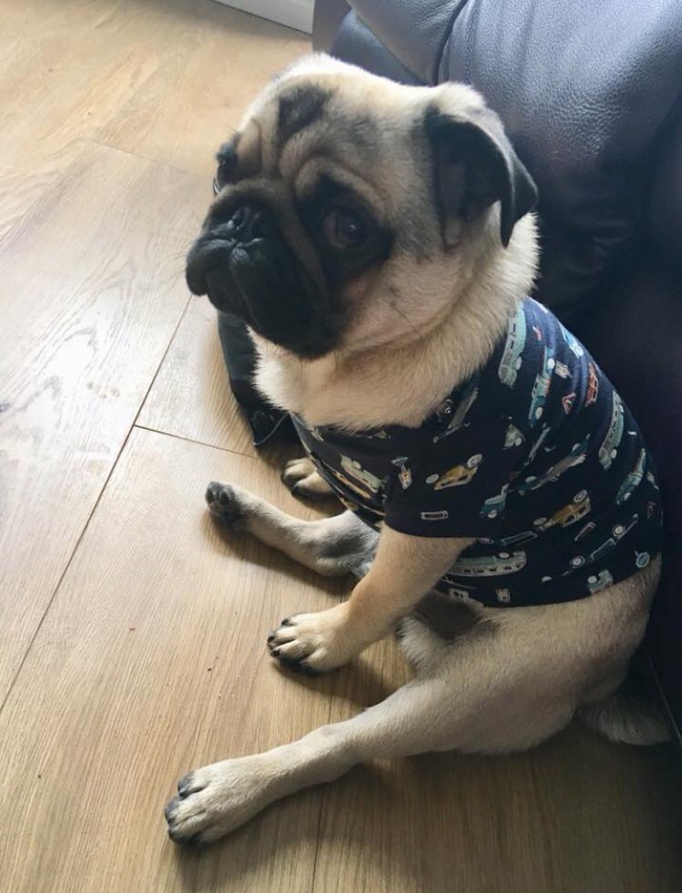 samina_monaghan's tweet image. If Monday had a Face... lol 🙈🐶 #puglife #pugstyle #pugblues #pugauntie #cutepug #mondays 😂😂😂 @JGeorgethepug 🐶🐶🐶💫 love 💕 him 💋💋