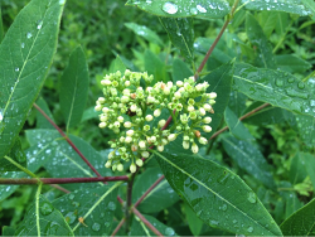 ReflexBargain's tweet photo. 5 Poisonous Plant Families Every #Survivalist Should Know https://t.co/clcbnGpIxi by @SurvivalCache https://t.co/78ApuXpaVV