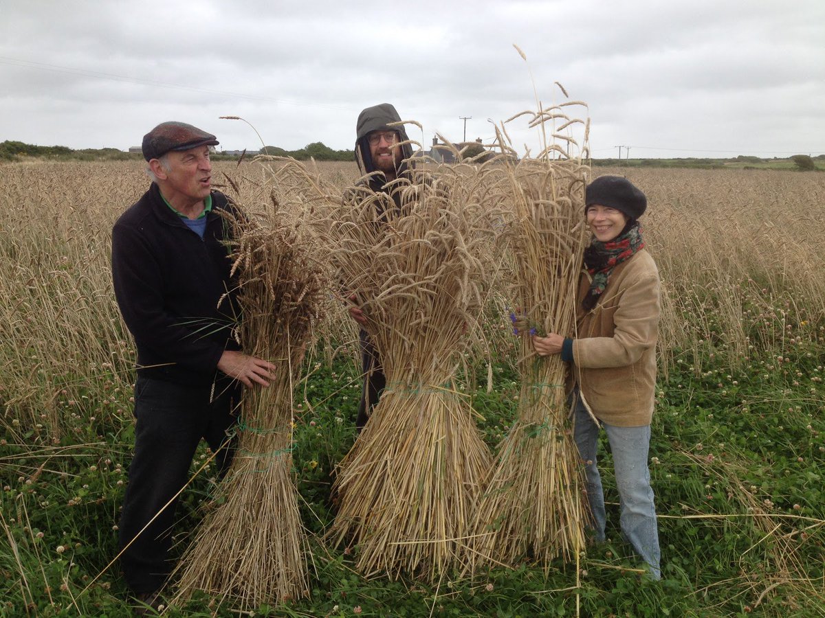 Want to join us in learning how to grow, mill and bake ecological heritage wheat? <a href="/Torth_y_Tir/">Torth yTir</a> <a href="/OGAgrowers/">Organic Growers Alliance</a> <a href="/ofgorganic/">OF&G</a> <a href="/GaiaFoundation/">The Gaia Foundation</a>
<a href="/WelshGrain/">Welsh Grain Forum</a> 

eventbrite.co.uk/e/grain-to-loa…