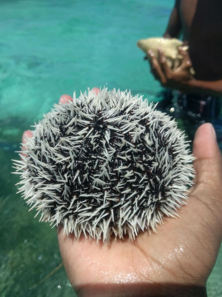 LuisFManceraA1's tweet photo. Justo acabo de encontrar un erizo de mar blanco!! Es hermoso!! #naturaleza #HERMOSO #FelizLunes https://t.co/YJ8Uu7vLUZ