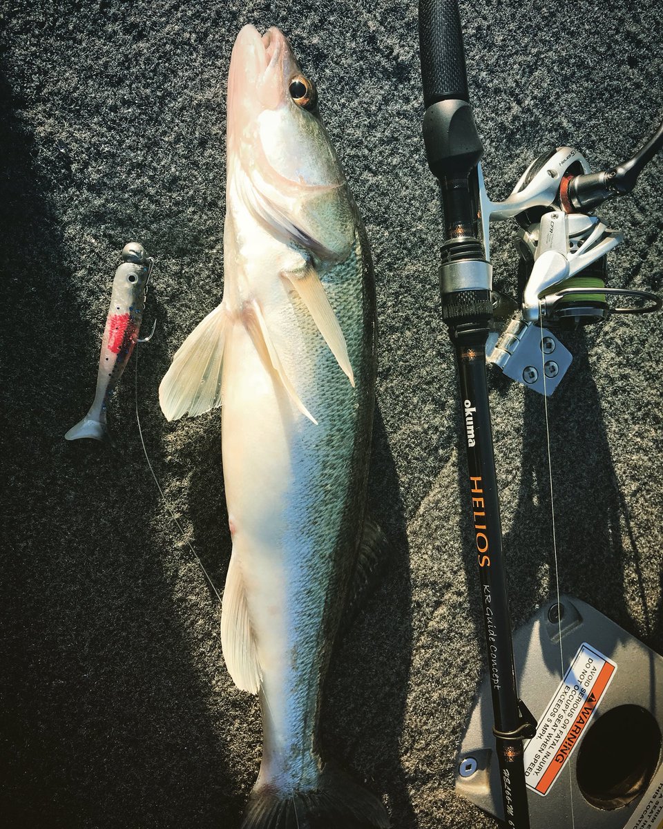NBFfishingguide's tweet photo. Päivä terapiakalassa 😎 19 #kuha a kävi veneessä 👍🏻 #kalastusopas #saaristomeri #naturalbornfishers #okumaproguide https://t.co/7jWGWoZbwK