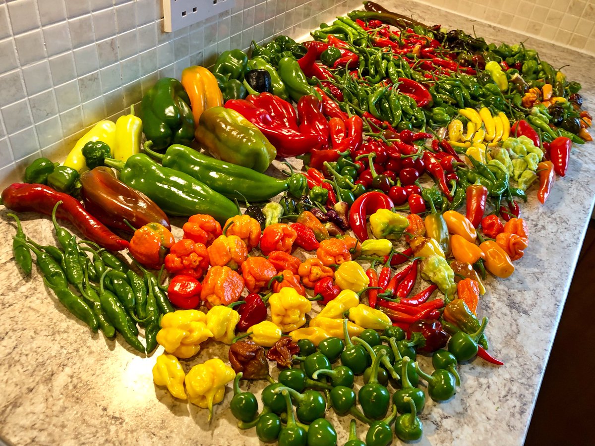 Might be eating some spicy food before me hols 😬 ✈️ #allotment #allotmentlife #chilliwars #chillies #peppers #spicy #growyourown #gardening