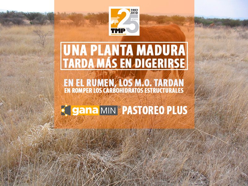TMPmexico's tweet image. Las fuentes de alimento como forraje seco o paja tardan más en ser digeridas y los microorganismos del rumen tardan más tiempo en romper los carbohidratos estructurales y la celulosa para dejar libre la energía.
El alimento permanece más tiempo en el rumen sin aportar nutrientes.