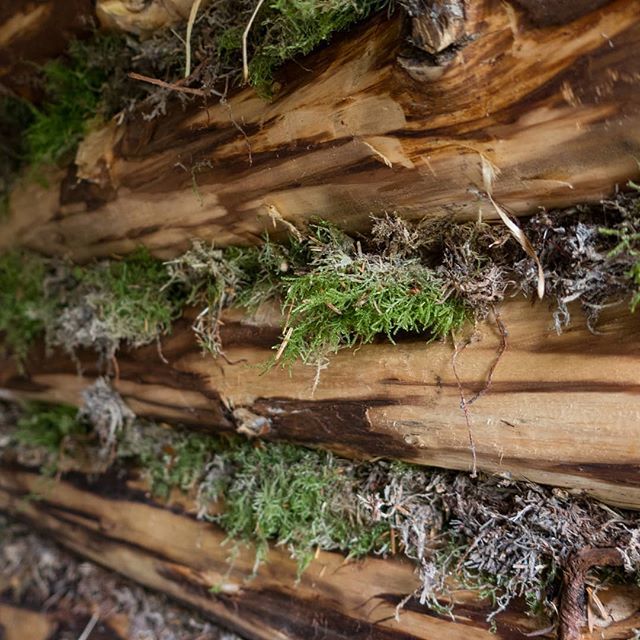 ThreeRockBooks's tweet photo. Went up to the cabin at the weekend to do a little work. Was tempted to use expansion foam to seal the gaps between the logs but kept it natural and used moss instead. #chinking #laavu #logcabins https://t.co/zhriSGsfle https://t.co/Tz5wSLJMtF