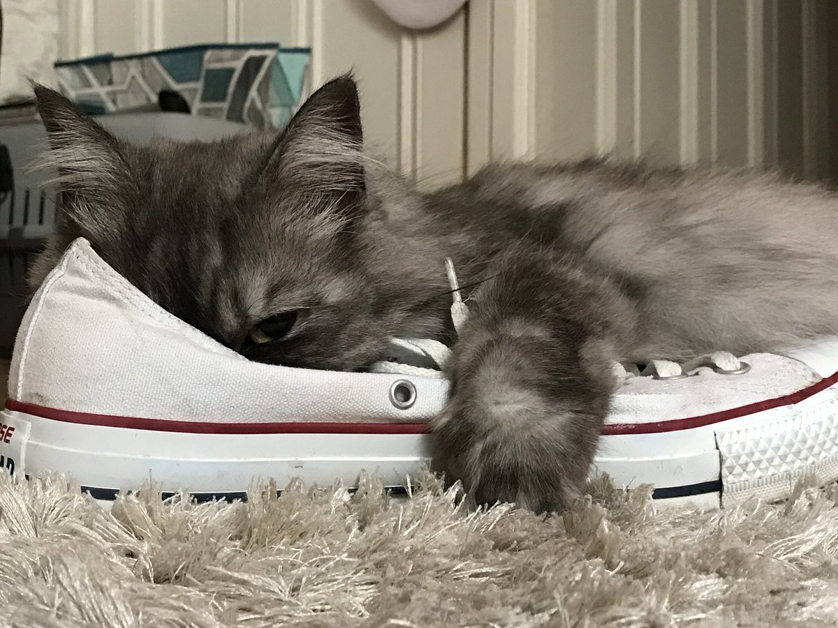 DjEdKurno's tweet photo. Our kitten love her to bits all of a sudden as a strange fascination with my @Converse #CatsOfTwitter #catsofinstagram #cute https://t.co/4u3za9mTjp
