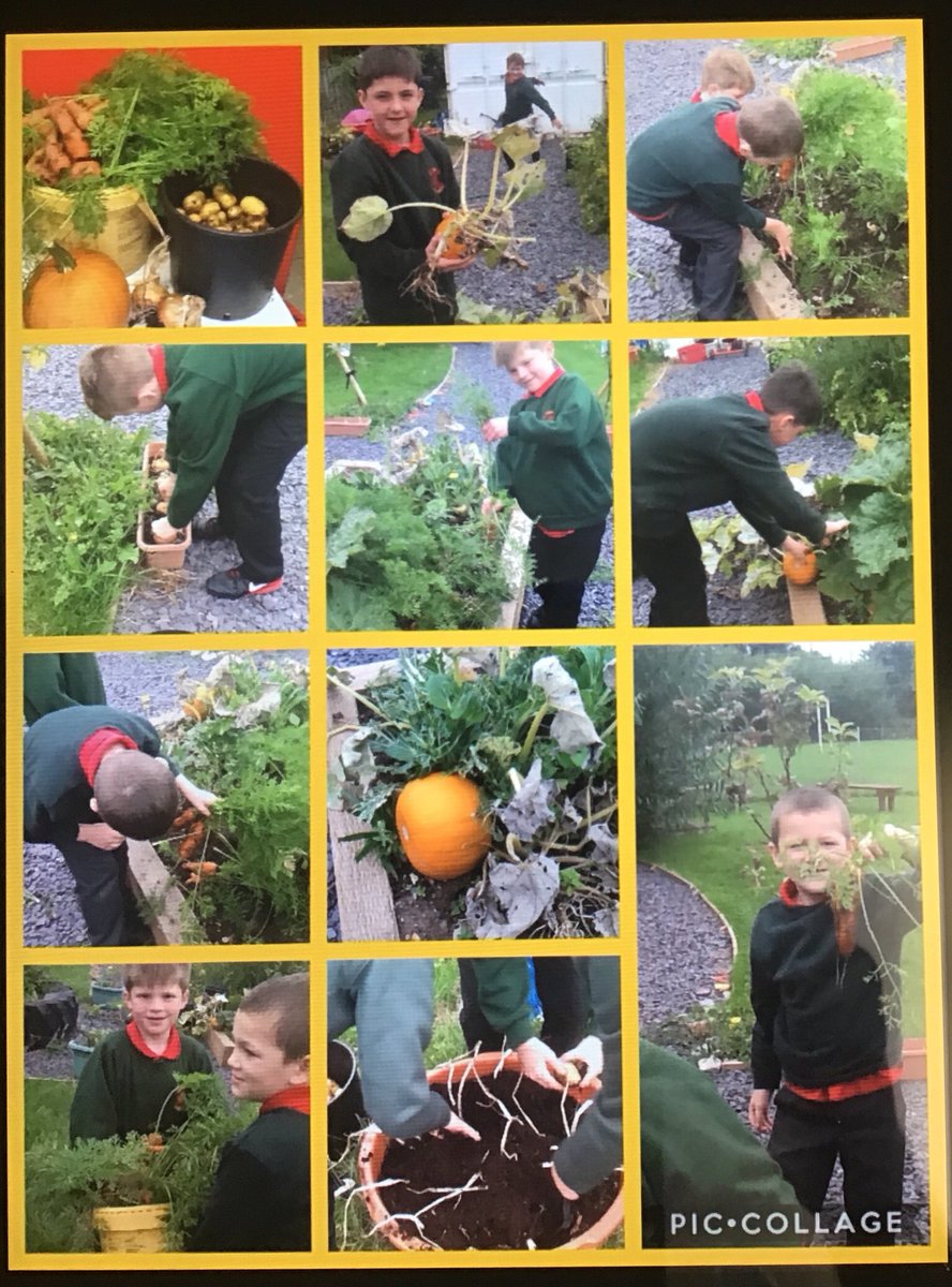 Cnydau yn ein gardd / Harvesting in our garden @conwy_kwt