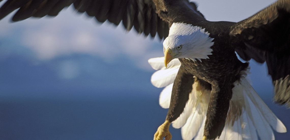 _Ivan_Ramirez's tweet photo. New report: over half the world's raptors have declining populations https://t.co/fuyRj8N4Vg https://t.co/FthfrDwq7K