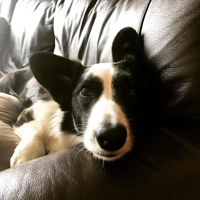 WhiskeyCorgi's tweet photo. Serious #caseofthemondays. Boop my nose to make me feel better! - - -
- - -
#Puppy #corgiaddict #cardigan #corgi #dogsofinstagram #pnwcorgi #pnw #instadaily #wtf #dogslife #dogs #welshcardigancorgi #themondays #sniffandbarkens #corgiplanet #corgipuppy #c… https://t.co/mmknudetOJ https://t.co/5CDHOn6qWF