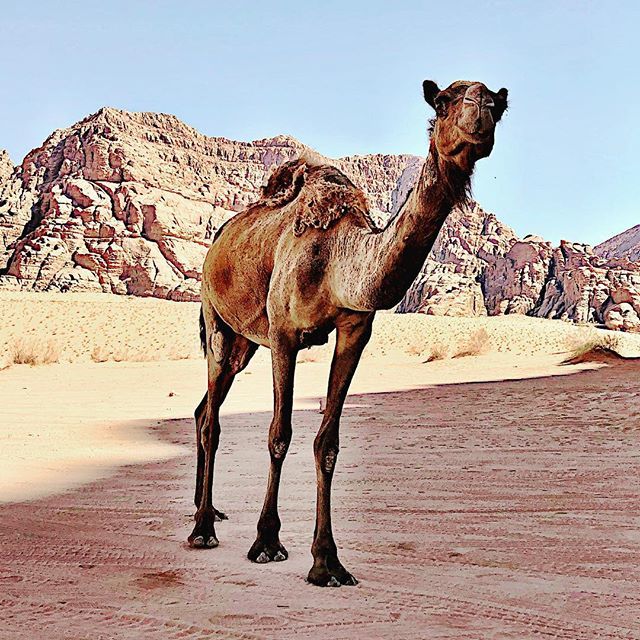 fearless50's tweet photo. #cameltime #wadirumdesert #wadirumbedouins #wadirumjordan https://t.co/sbx0s7kRAu https://t.co/8XL3xcILVK
