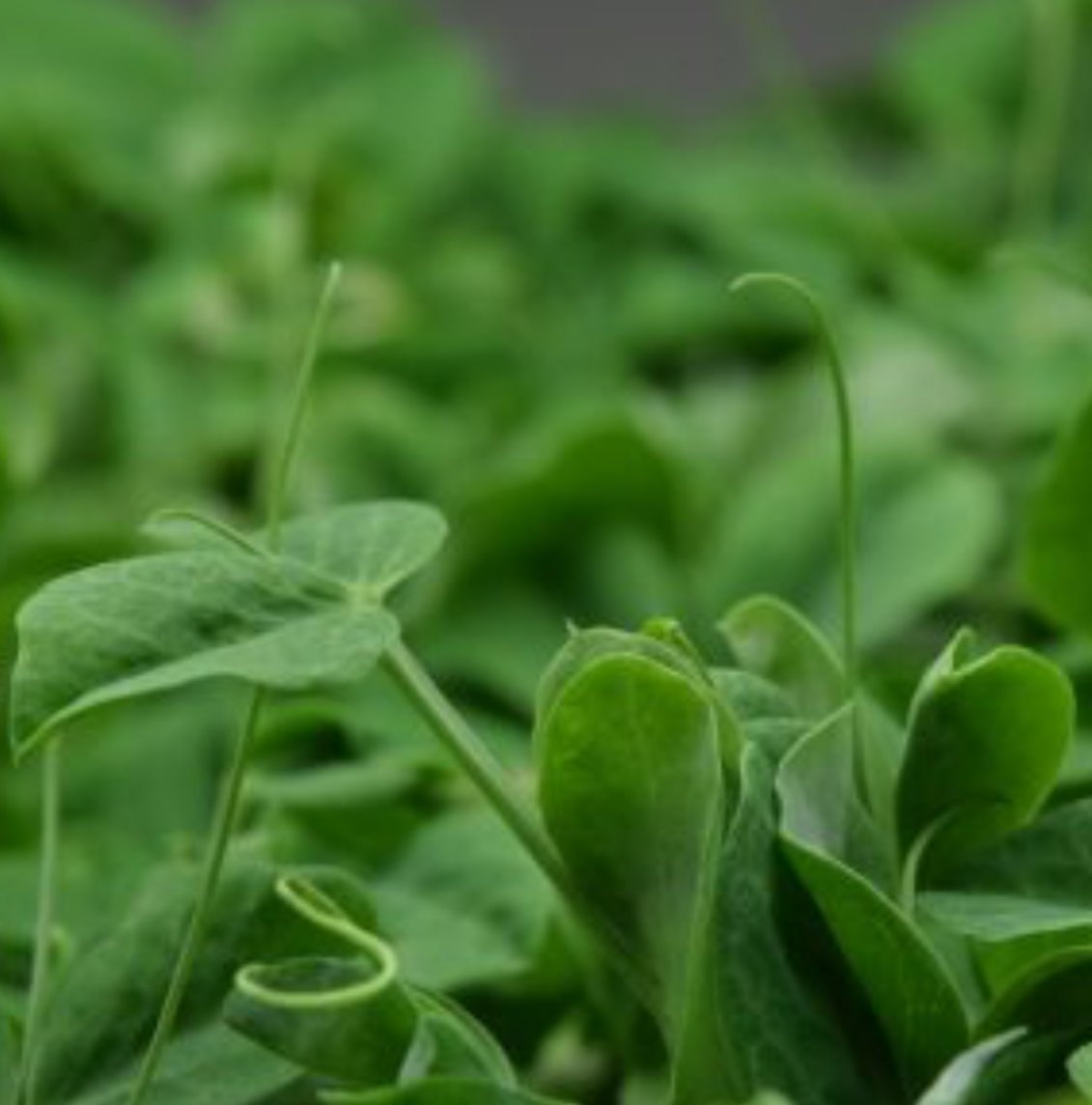 _ConsciousEarth's tweet photo. Our Malaga Province Microgreens are the best in Andalucía. 
Selling every Sunday at the indoor Artesano Market in Coín, Malaga
https://t.co/qNhAIiFoKw https://t.co/BVlrYge9xM