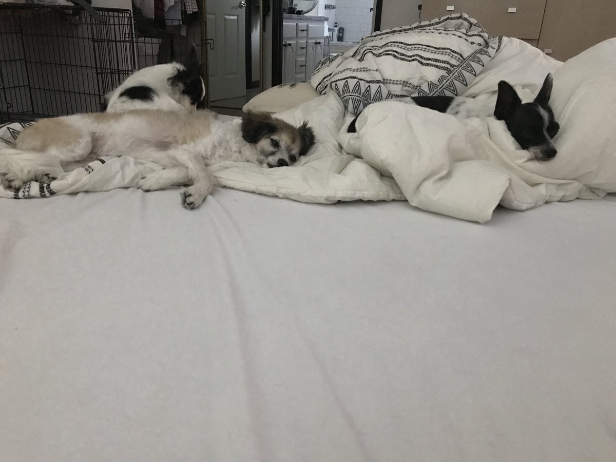 marlawhite's tweet photo. The best thing about being a pack leader is the nightly snuggles with my boys. #puppypuddle #blanketsareoverrated #rescuedogs https://t.co/P6u9KvRuHi