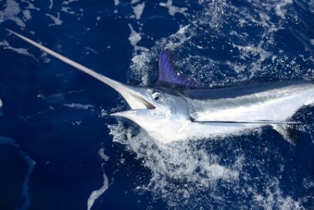 Join 2018 Blue Marlin Fishing on Lanzarote! The renowned #fishing championship is on now. Puerto Calero, Sept 14 - 15, 9 – 5pm. 150€ per person/per day. Tickets: bit.ly/2MbxtUl
#bluemarlin #sportfishing #trolling #Lanzarote #CanaryIslands