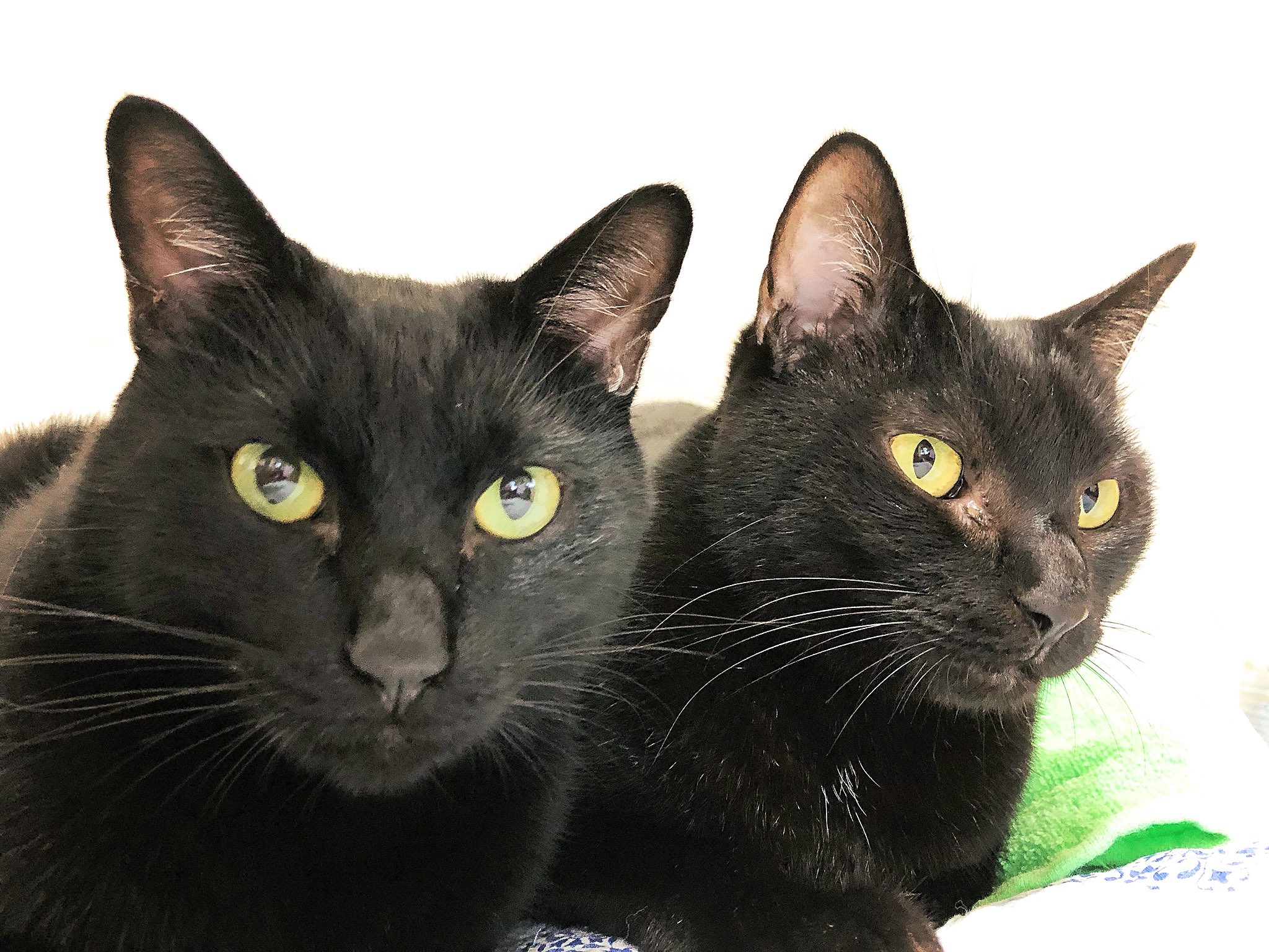 猫野四季 黒猫真顔チーム ねこ ネコ 猫 写真になるとなぜか真顔 黒猫の中で最年少と最年長 T Co Zmsh0iwipi Twitter