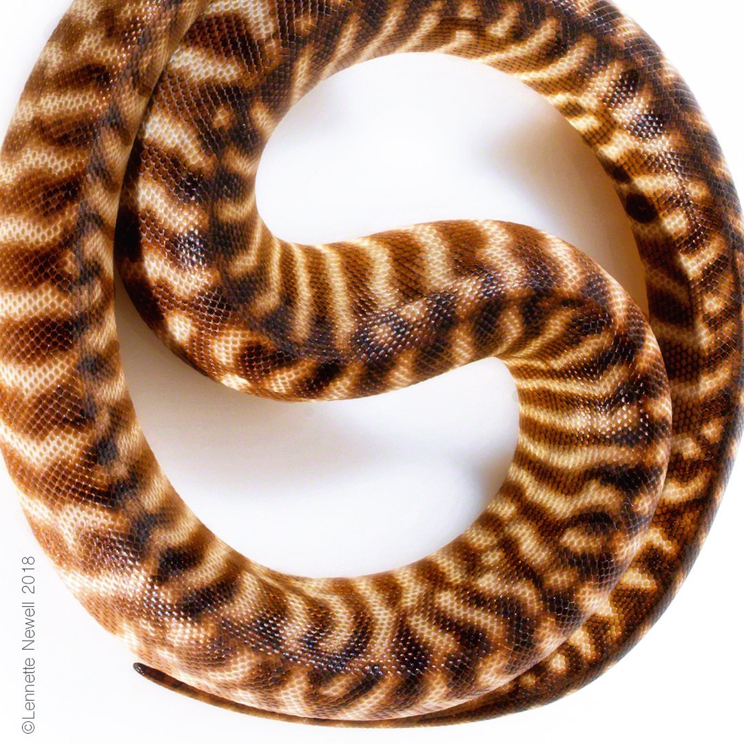 lennettenewell's tweet image. #womaPython #pythons #woma #abstractPhoto
#circularPattern #coil #serpent #snake #herp #LennetteNewell  #Photography