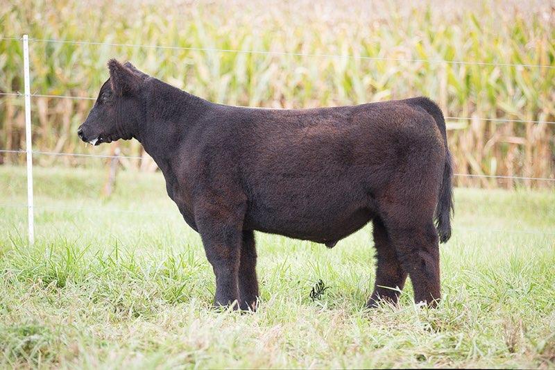 roebercattle's tweet photo. Sale is now posted on cw https://t.co/bSVdu66Uyo take a look and give us a call 402-297-1269.  Sale is Sept 16th. https://t.co/nIvyYkWcJH