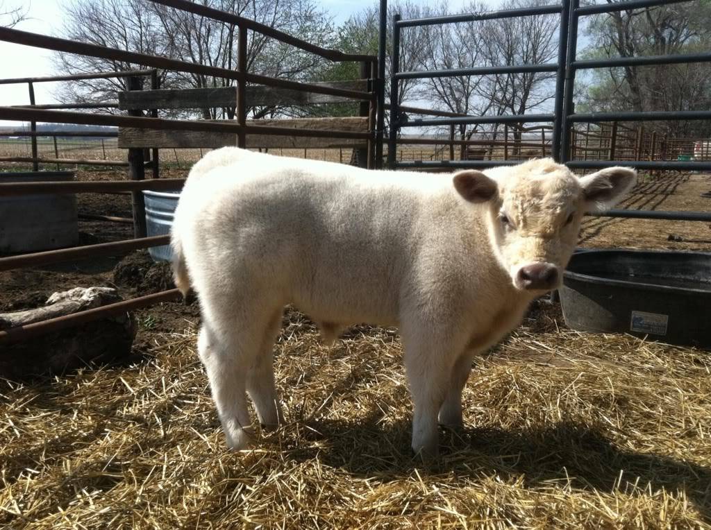 テキサストルネード