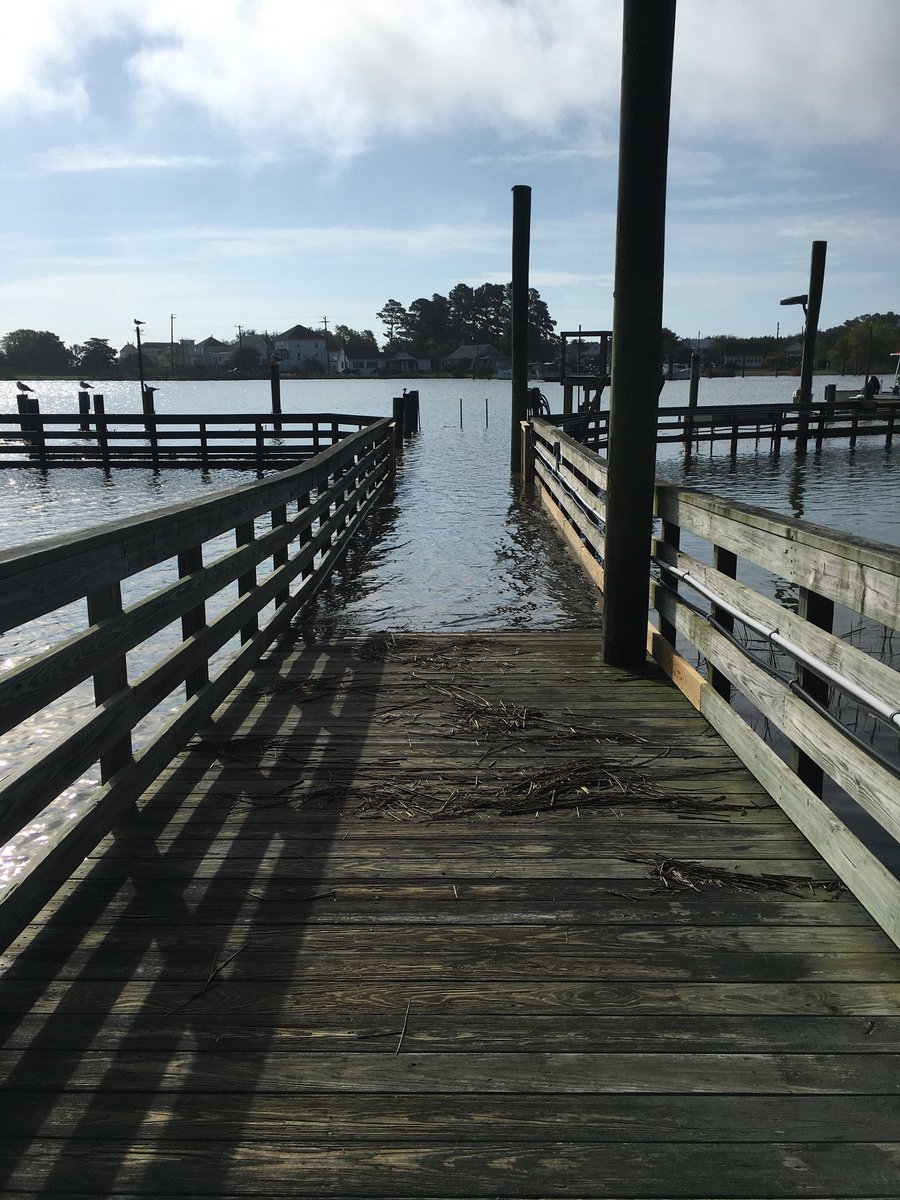 WildCora's tweet image. Not a promising sight 3 days before a hurricane is due to arrive.
#whelp #abcrc #virginiacoast #hightide #tidallife @vcrlter