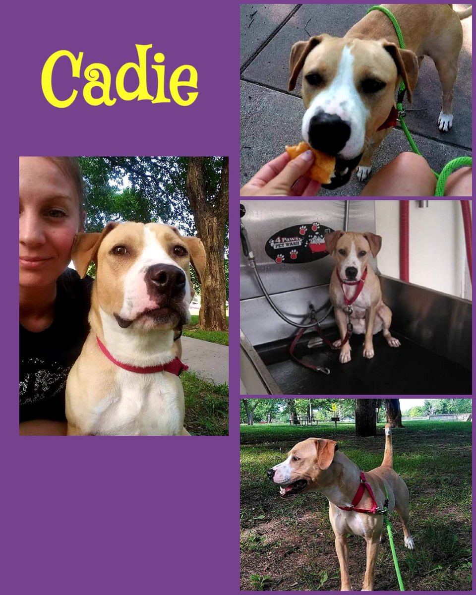This gorgeous pup Cadie would love to bust out of boarding and into a foster or forever home. She is dog friendly and loves to play with toys. If you are interested please go to beautiesandbeasts.org and fill out an application.