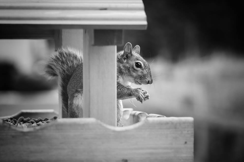 SCFAPhoto's tweet image. Caught this cheeky wee guy yesterday afternoon. I was only 4 feet away and he didn't care...
