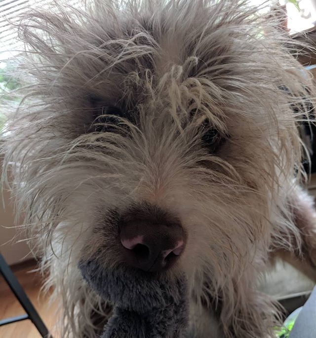 AmandaLHogberg's tweet photo. Happy birthday to my favorite rope pulling, ball chasing, cheese chomping psychopath!  My baby is already 4!
.
.
#TheSal #briardsofinstagram #briardmix #dogsofinstagram #happybirthday #bayarea #california https://t.co/X6Be9HF8tD https://t.co/MFPG2rXOOo