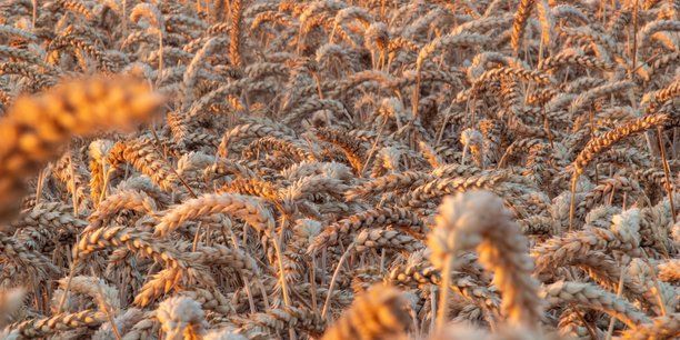 #Startups #Afrique : en #Ouganda, l'agriculture au service de l' #electrification buff.ly/2NtXIqB via <a href="/LTafrique/">La Tribune Afrique</a>