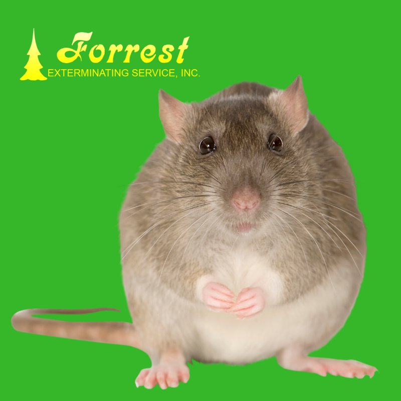 ForrestExterm's tweet image. This guy will be looking to get out of the cold rain too, is your home open to them? #pestcontrol #moisturecontrol forrestexterminating.com