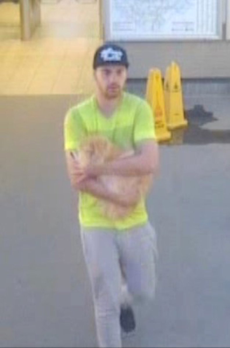 findingmrmuk's tweet photo. This man still my cat please help me find him!!! #stolencat #gingercat #catthief @MissingPetsGB @EmmaSearchForD1 @youngveterinary @pettheftaware @CatsMissing @IslingtonTrib @AnimalSearchUK @SAMPAuk_ @StokeyCatsnDogs @identibase @ https://t.co/NCBcp5gvYq