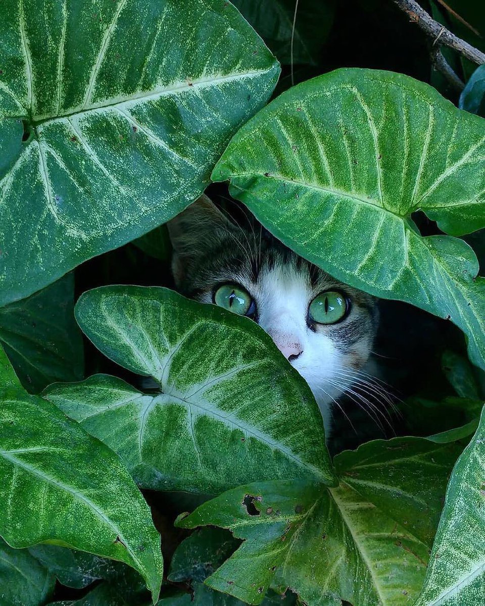 ocilari's tweet photo. #constructivethoughts
#micropoetry 

*

'När destruktiva tankar

           🐾 🐾
      smyger på dig,
           👣 👣

Ska du komma på dig.

        k_e_n_t_✍
            ~☮~

🌿〰🌴〰🌳〰🌲〰🌱〰🍀〰🌵
  #lifestyle   #MondayWisdom 
🌵〰🍀〰🌱〰🌲〰🌳〰🌴〰🌿 https://t.co/gozboFtb3Y