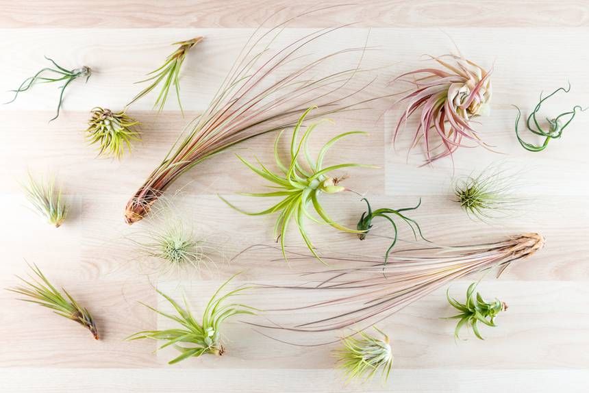 10 Enchanting Facts About Air Plants

There is something undeniably charming about air plants … while all plants are lovely, air plants seem especially full of personality. buff.ly/2LOD8PL