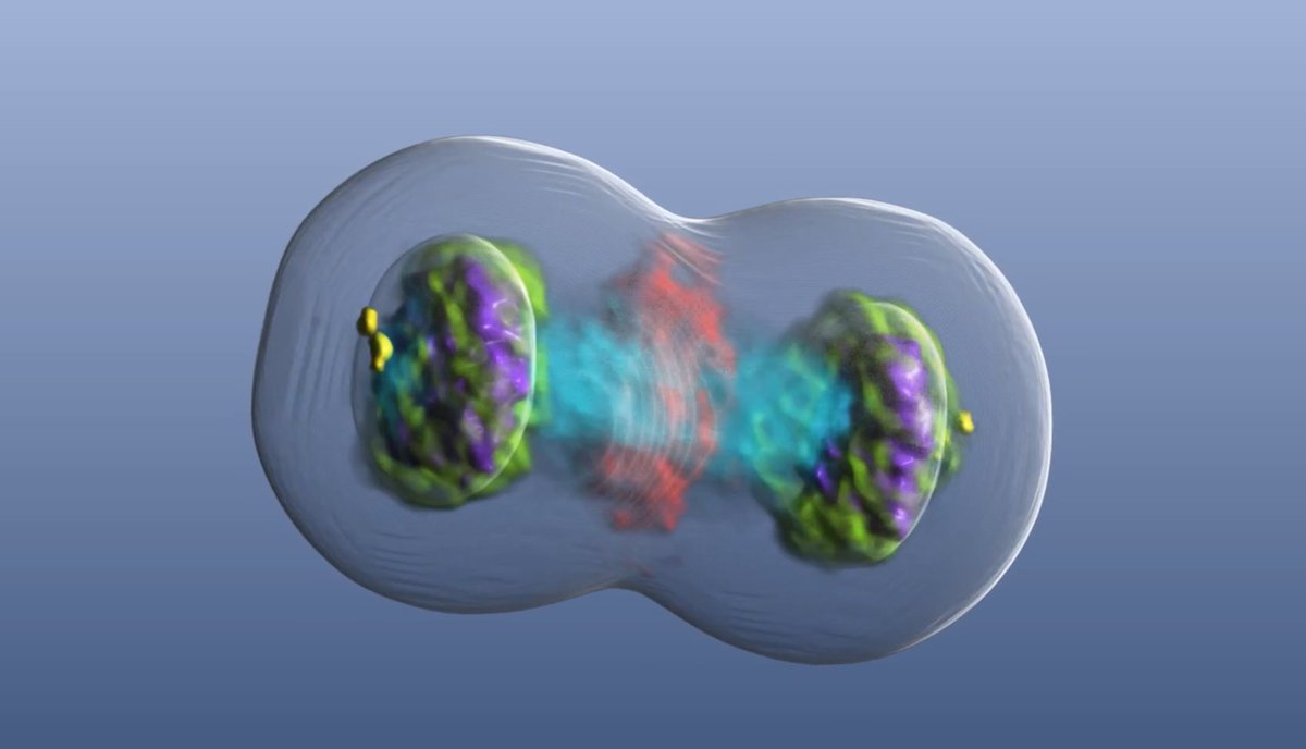 Take a look at the cool video and interactive site
youtu.be/zM66CvNdlds
mitocheck.org/mitotic_cell_a…