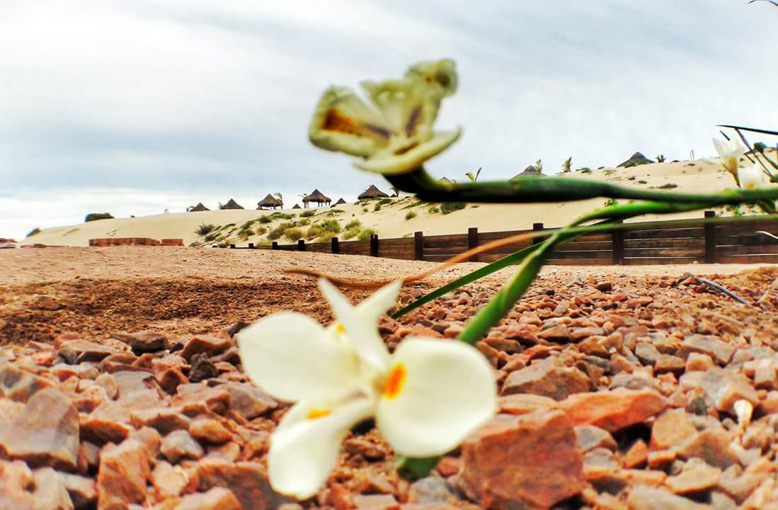 Respeta la flora y la fauna de Bahía de Kino.