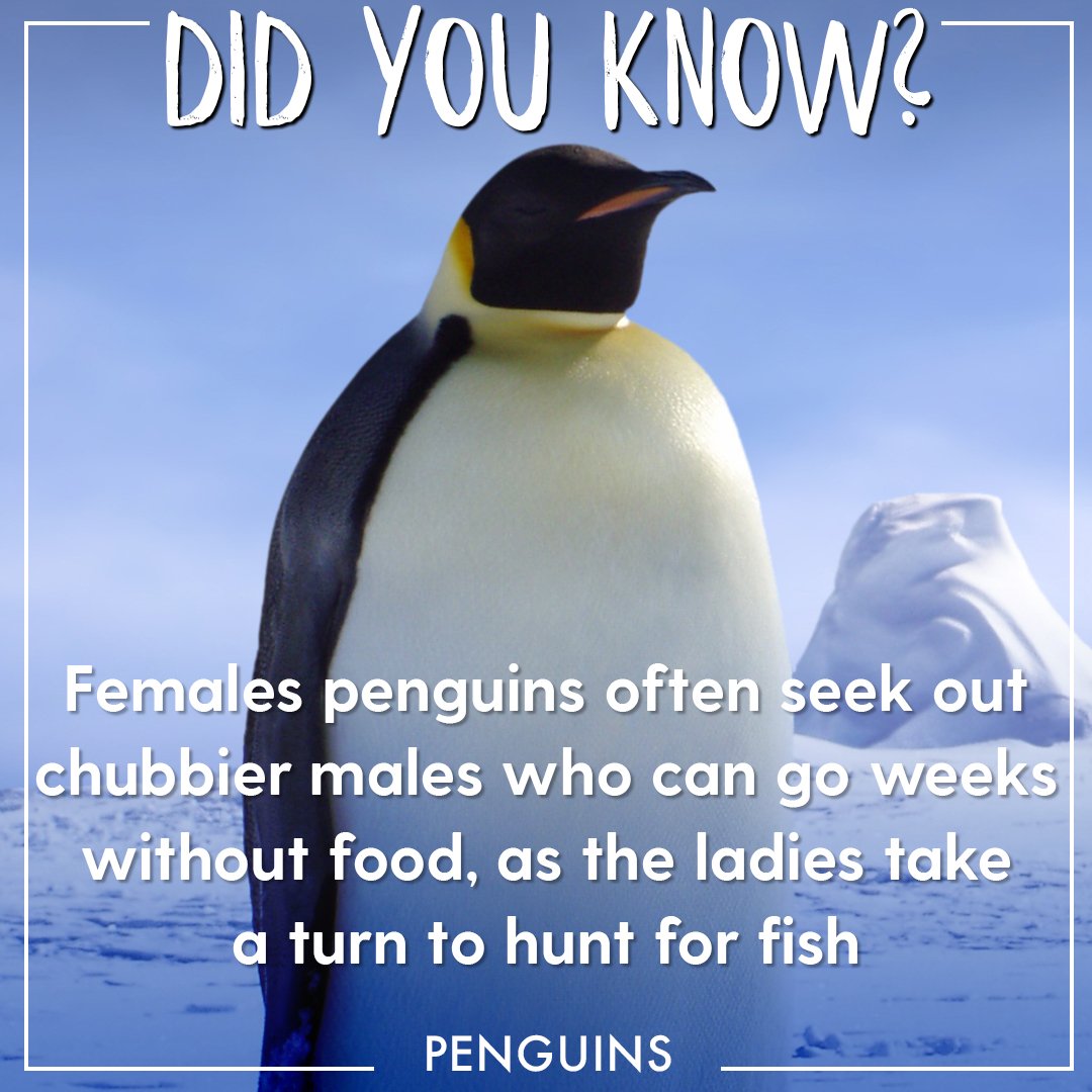 Real Wild tweet media