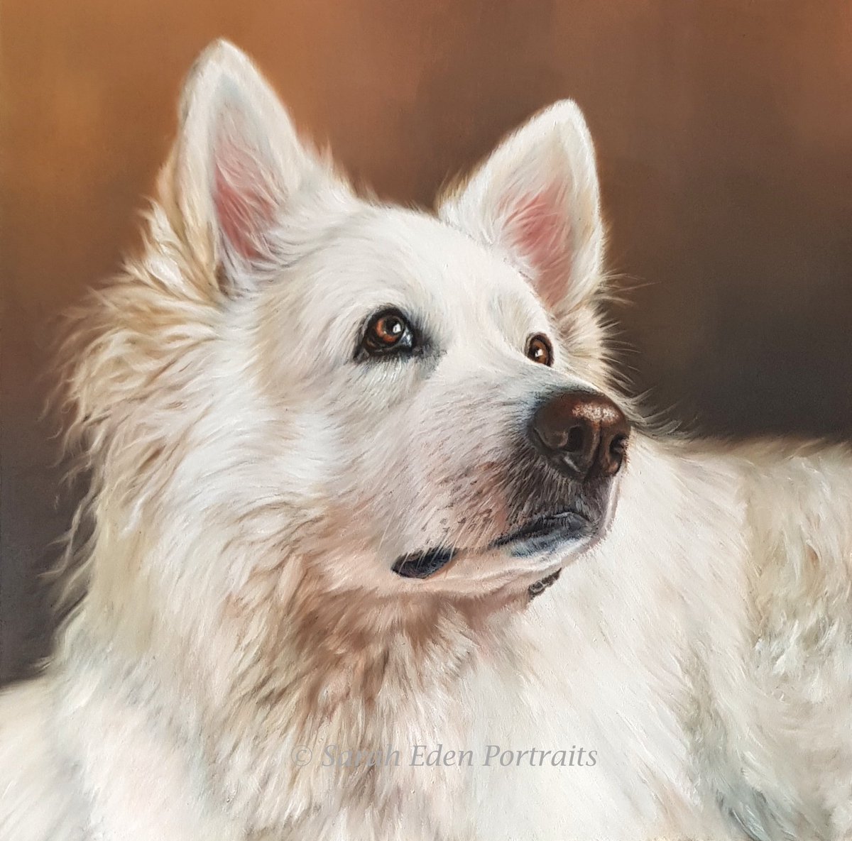 Almost there with this beautiful girl! Just need to do a little fine tuning and lighten certain parts of her fur. 'Lexie', oil on board, 12 x 12'. 

#gsd #germanshepherd #longhairedgermanshepherd #whitegermanshepherd #petportrait #animalart #painting #art